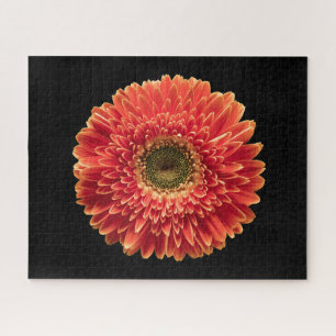 Blumen   Orange Gerbera Daisy Puzzle