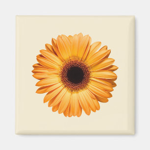 Blumen   Orange Gerbera Magnet