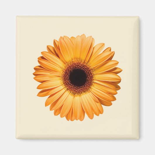 Blumen | Orange Gerbera Magnet (Vorne)