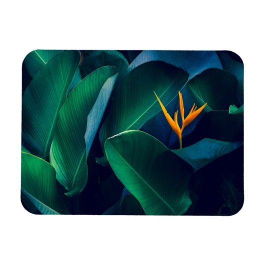Blumen | Paradiesvogel Magnet (Horizontal)