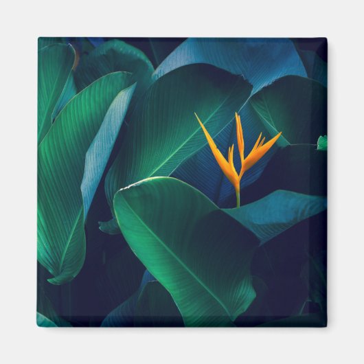 Blumen | Paradiesvogel Magnet (Vorne)