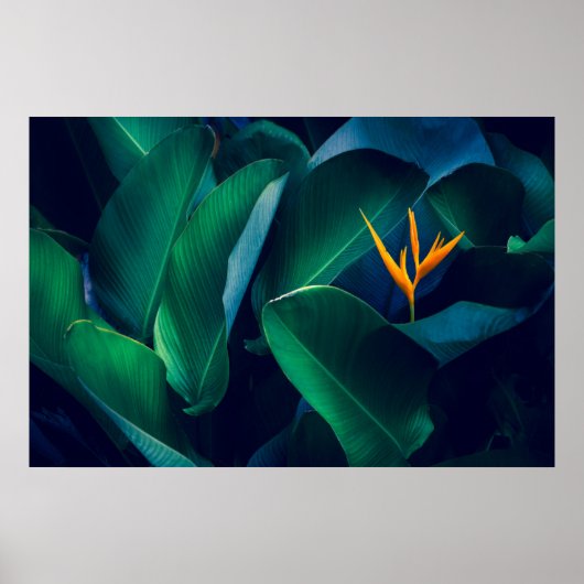Blumen | Paradiesvogel Poster (Vorne)