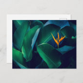 Blumen | Paradiesvogel Postkarte (Vorne/Hinten)