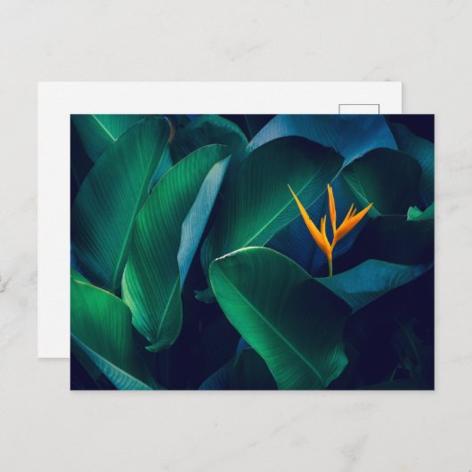 Blumen | Paradiesvogel Postkarte (Vorne/Hinten)