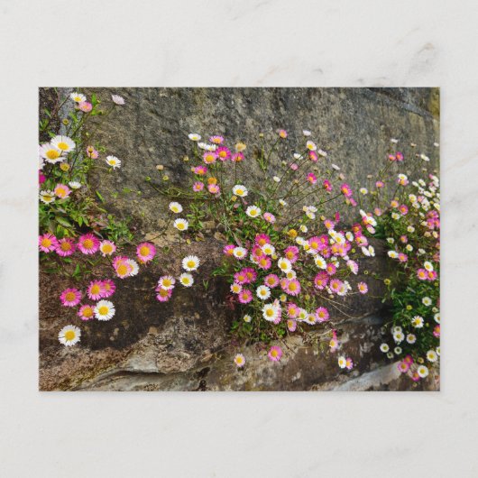 Blumen postkarte (Vorderseite)