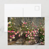 Blumen postkarte (Vorne/Hinten)