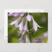 Blumen Postkarte (Vorne/Hinten)