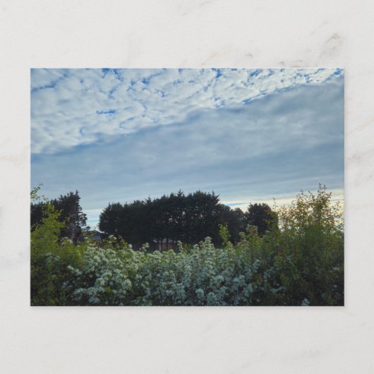Blumen postkarte (Vorderseite)