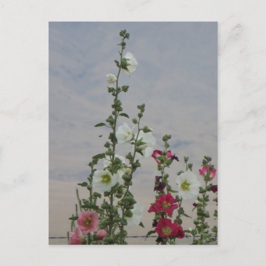 Blumen Postkarte (Vorderseite)