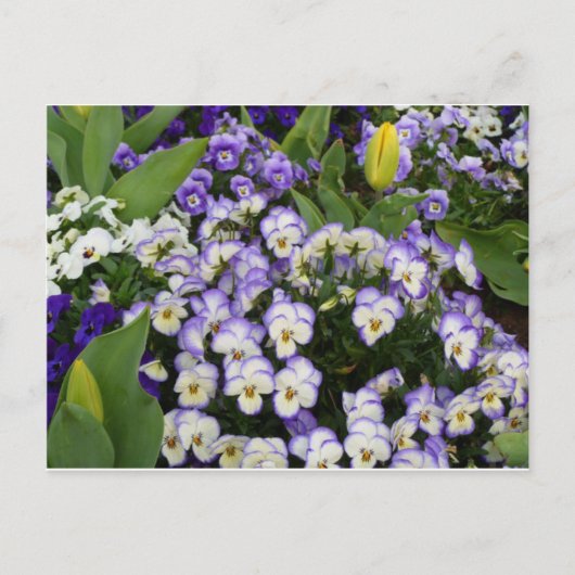 Blumen-Postkarte Postkarte (Vorderseite)