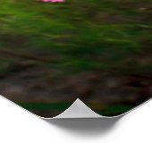 Blumen |Provinz Chiang Rai, Thailand Poster (Ecke)