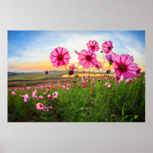 Blumen  Provinz Chiang Rai, Thailand Poster