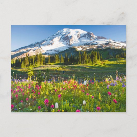 Blumen | Rainier-Wildblumen Postkarte (Vorderseite)