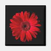 Blumen | Red Gerbera Daisy Magnet (Vorne)