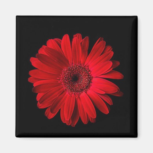 Blumen | Red Gerbera Daisy Magnet (Vorne)