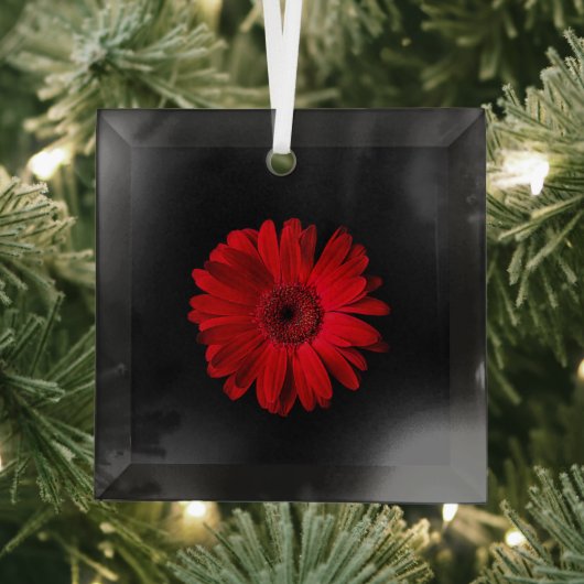 Blumen | Red Gerbera Daisy Ornament Aus Glas (Insitu)