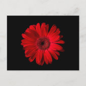 Blumen | Red Gerbera Daisy Postkarte (Vorderseite)