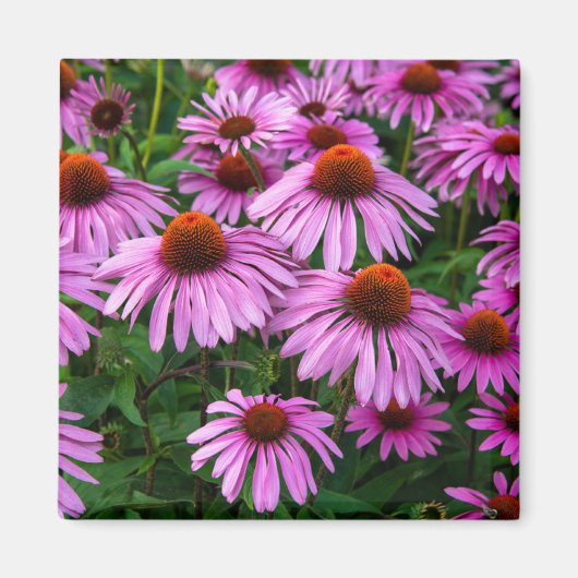 Blumen | Rosa Blumengarten Magnet (Vorne)