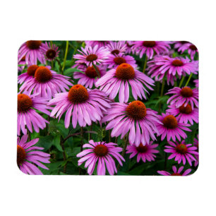 Blumen Rosa Blumengarten Magnet
