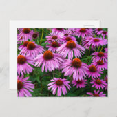 Blumen | Rosa Blumengarten Postkarte (Vorne/Hinten)