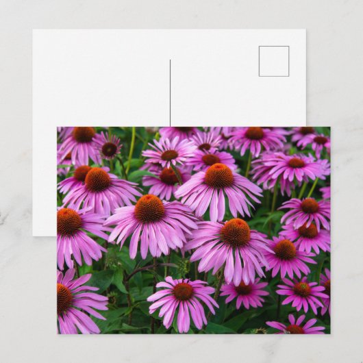 Blumen | Rosa Blumengarten Postkarte (Vorne/Hinten)