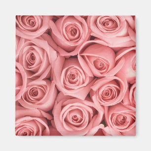 Blumen Rosa Rosen Magnet