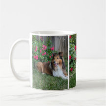 Blumen-Sheltie