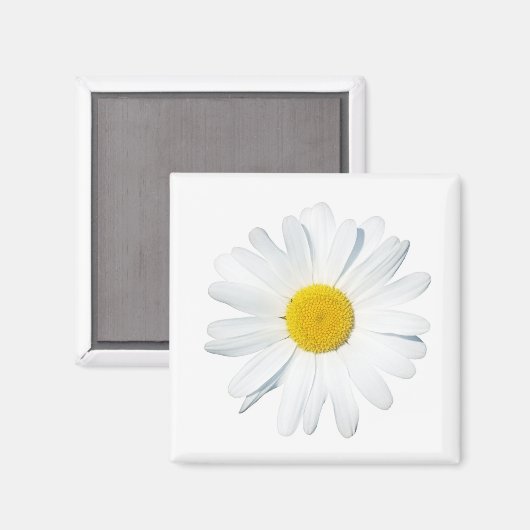 Blumen | Single Daisy Magnet (Vorderseite/Rückseite)