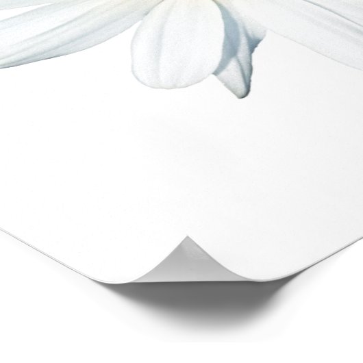 Blumen | Single Daisy Poster (Ecke)