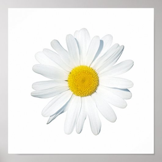Blumen | Single Daisy Poster (Vorne)