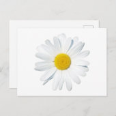 Blumen | Single Daisy Postkarte (Vorne/Hinten)