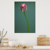 Blumen | Single Tulip Blume Poster (Küche)