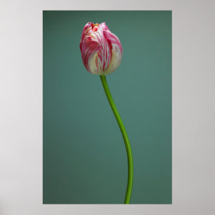 Blumen   Single Tulip Blume Poster