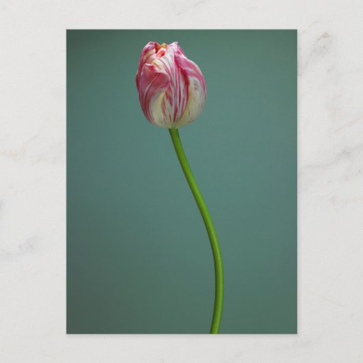 Blumen | Single Tulip Blume Postkarte (Vorderseite)