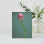 Blumen | Single Tulip Blume Postkarte (Stehend Vorderseite)