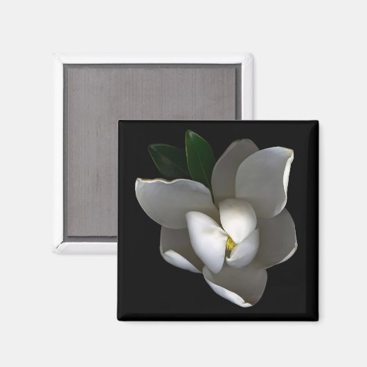 Blumen | Single White Magnolia Blossom Magnet (Vorderseite/Rückseite)