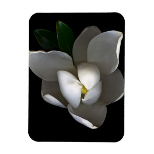 Blumen   Single White Magnolia Blossom Magnet