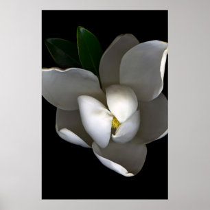 Blumen   Single White Magnolia Blossom Poster