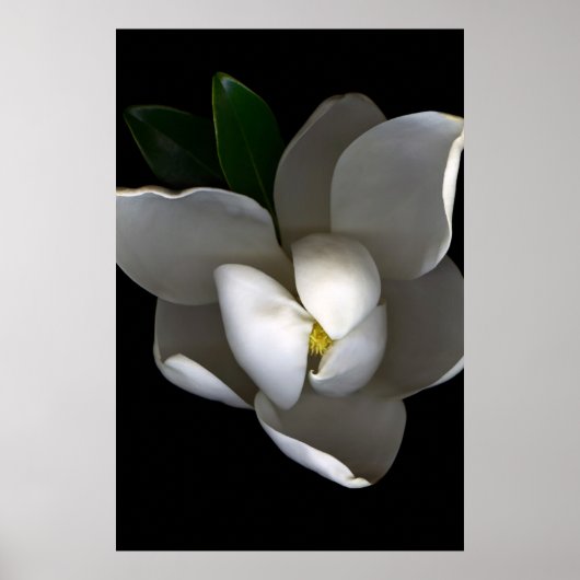 Blumen | Single White Magnolia Blossom Poster (Vorne)