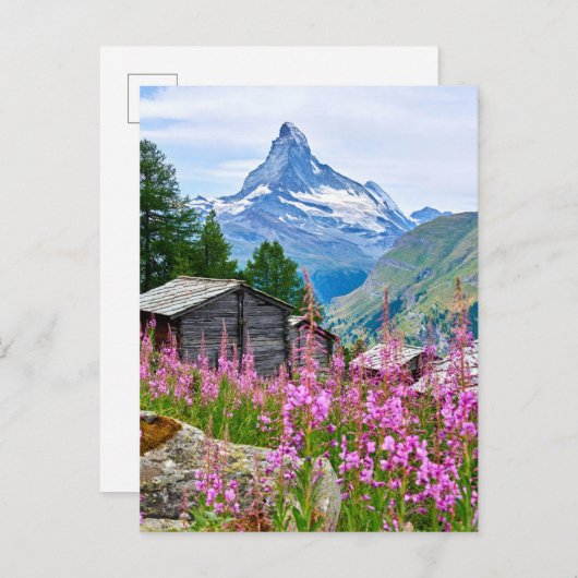 Blumen | Sommermatterhorn Schweiz Postkarte (Vorne/Hinten)