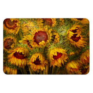 Blumen - Sonnenblumen - Du bist mein einziges Sonn Magnet