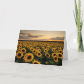 Blumen | Sonnenblumenfeld Karte (Vorderseite)
