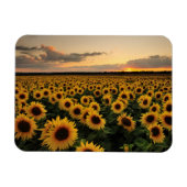 Blumen | Sonnenblumenfeld Magnet (Horizontal)