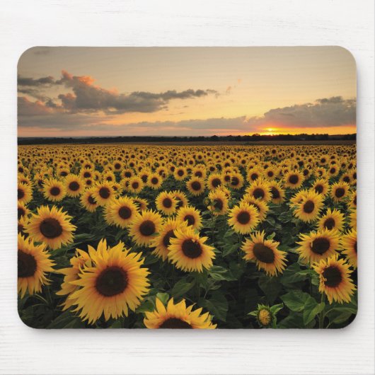 Blumen | Sonnenblumenfeld Mousepad (Vorne)