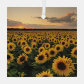 Blumen | Sonnenblumenfeld Ornament Aus Glas (Rückseite)