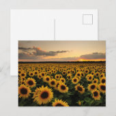 Blumen | Sonnenblumenfeld Postkarte (Vorne/Hinten)