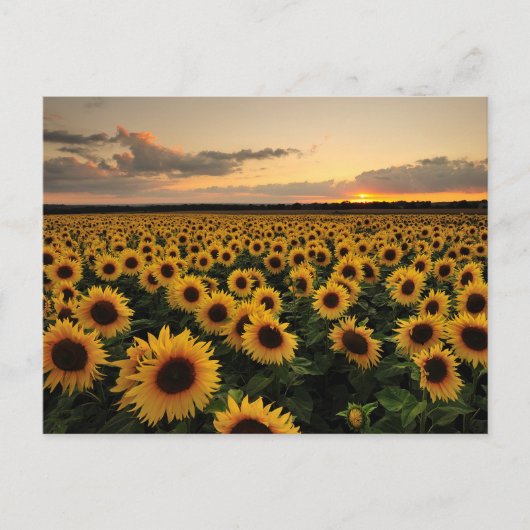 Blumen | Sonnenblumenfeld Postkarte (Vorderseite)