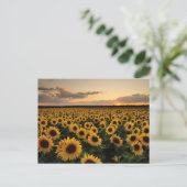Blumen | Sonnenblumenfeld Postkarte (Stehend Vorderseite)