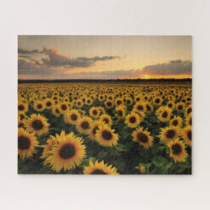 Blumen   Sonnenblumenfeld Puzzle