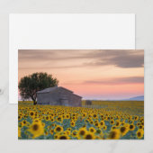 Blumen | Sunflower Field Provence, Frankreich Dankeskarte (Vorne/Hinten)